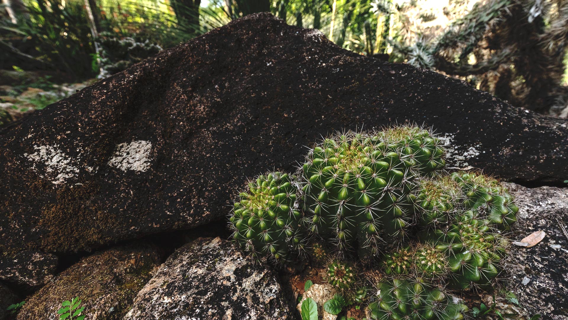 Cactos-ouriço-do-mar próximos de uma pedra no Instituto Inhotim.