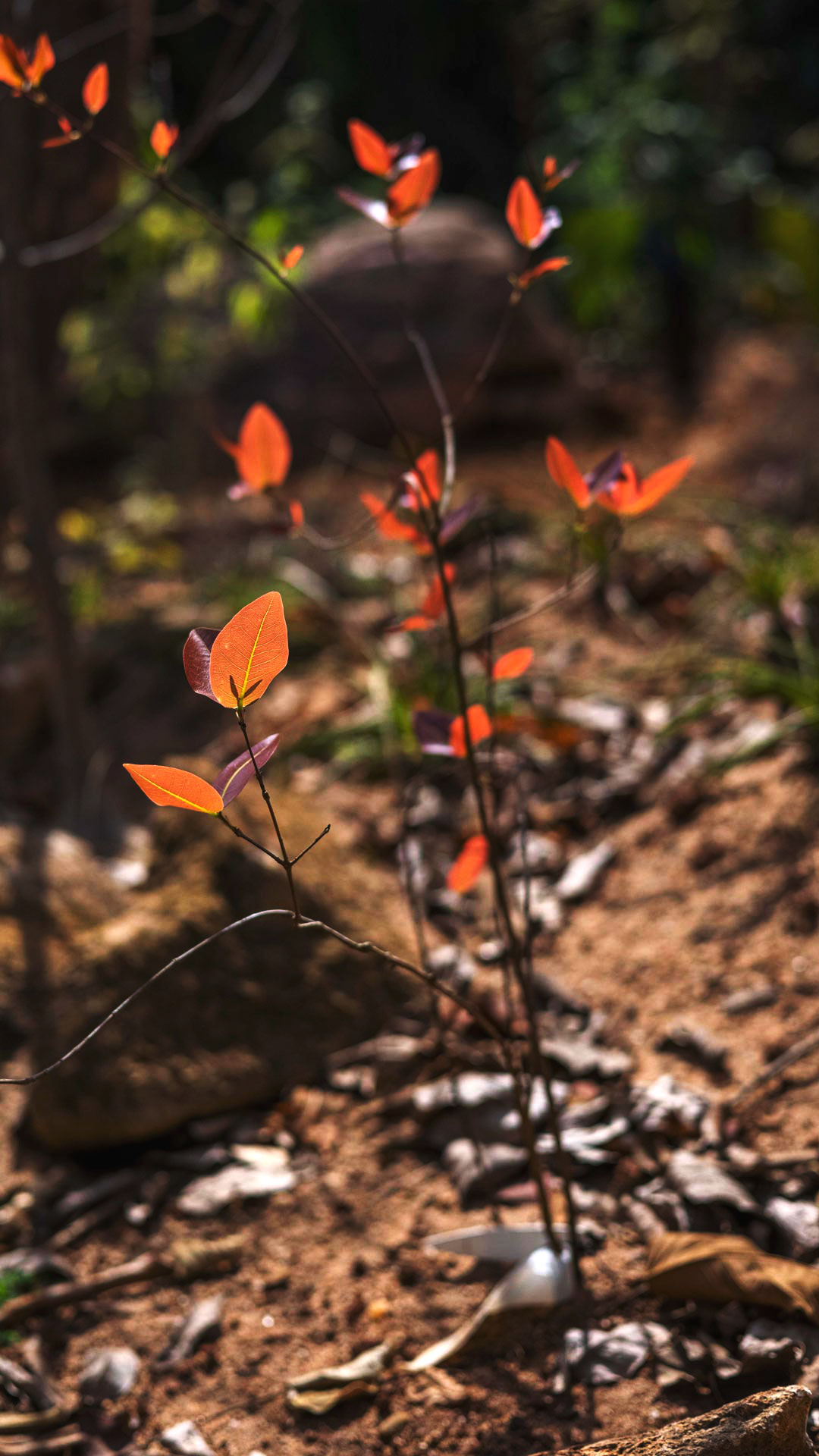 Cagaita plantada em um dos jardins do Instituto Inhotim.