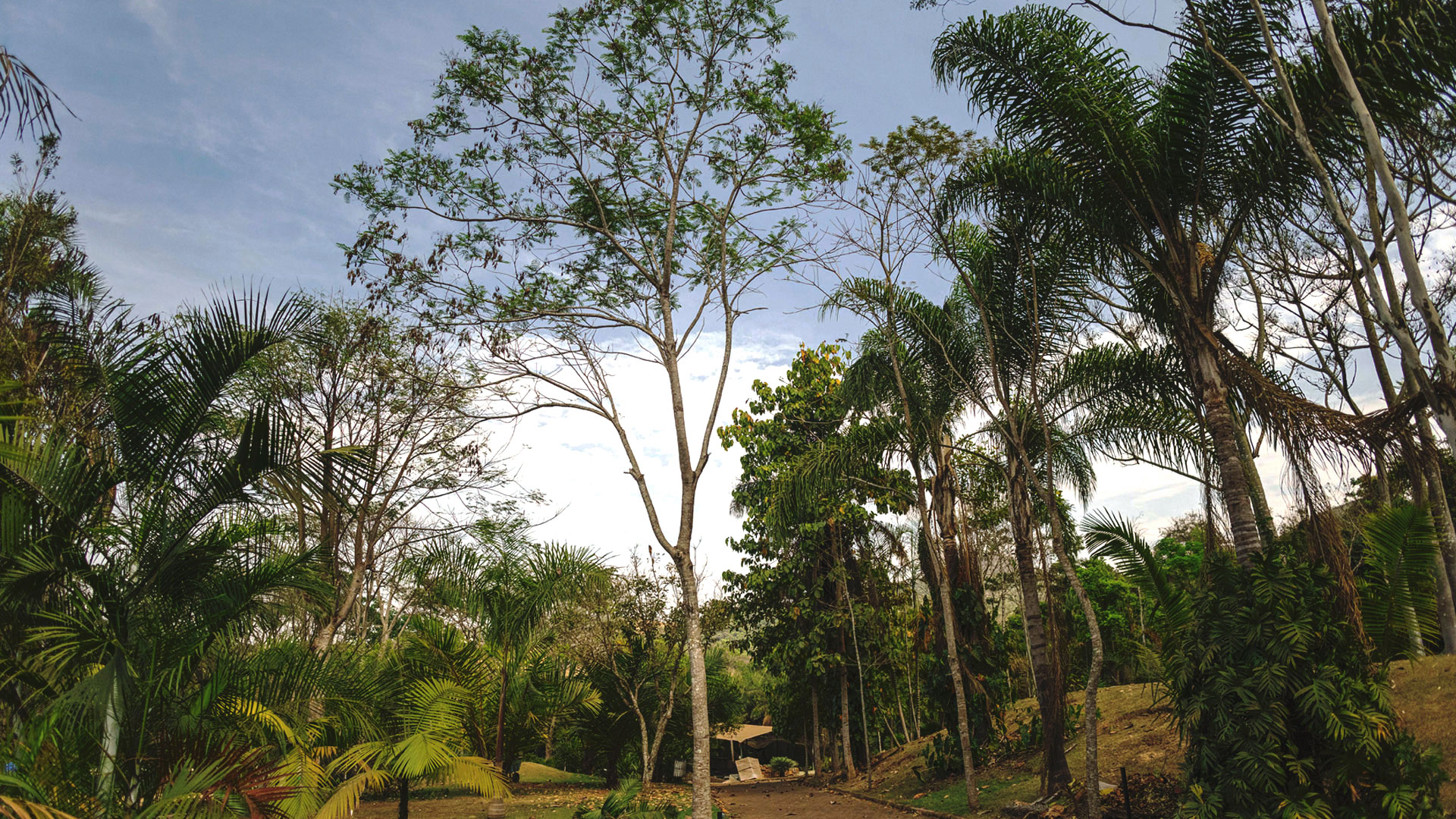Árvore da canafístula em destaque. Os galhos crescem para cima e a folhagem é delicada.