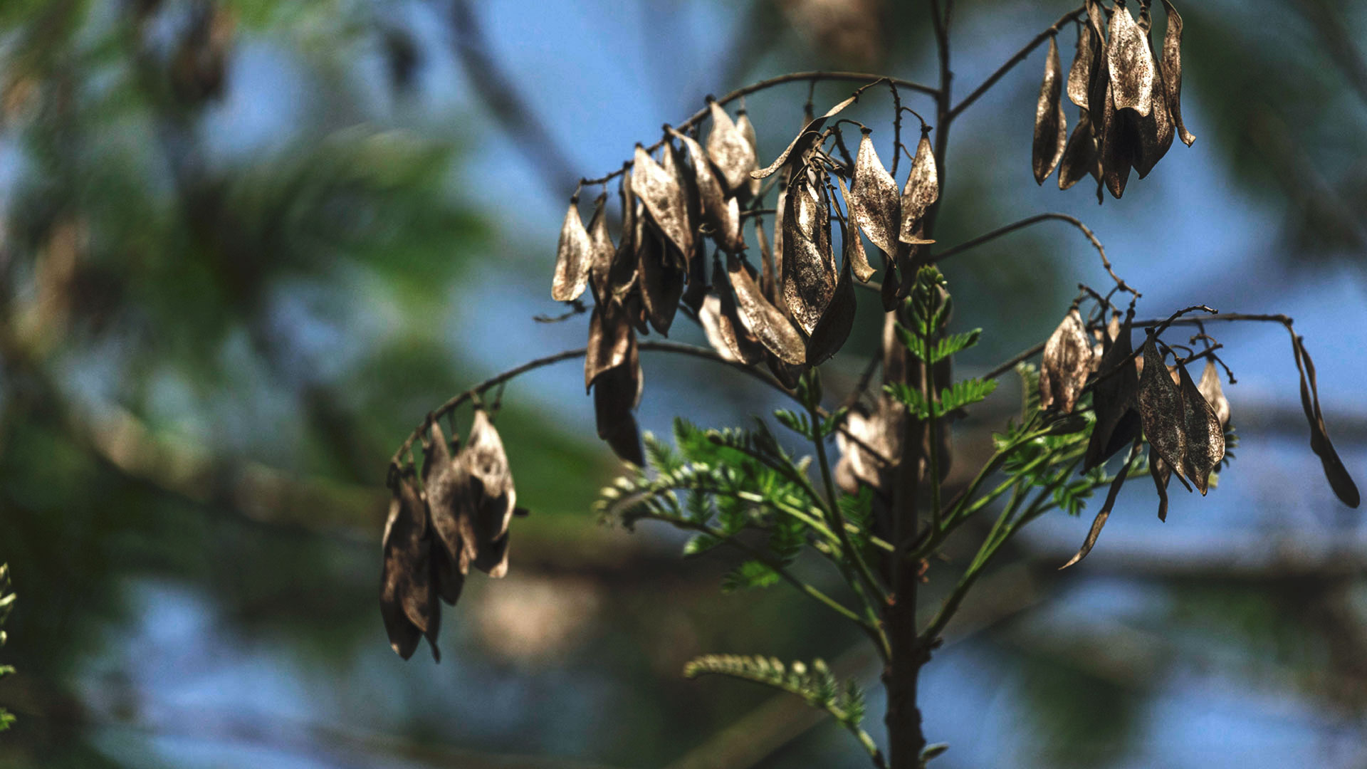 Destaque para folhas da canafístula.