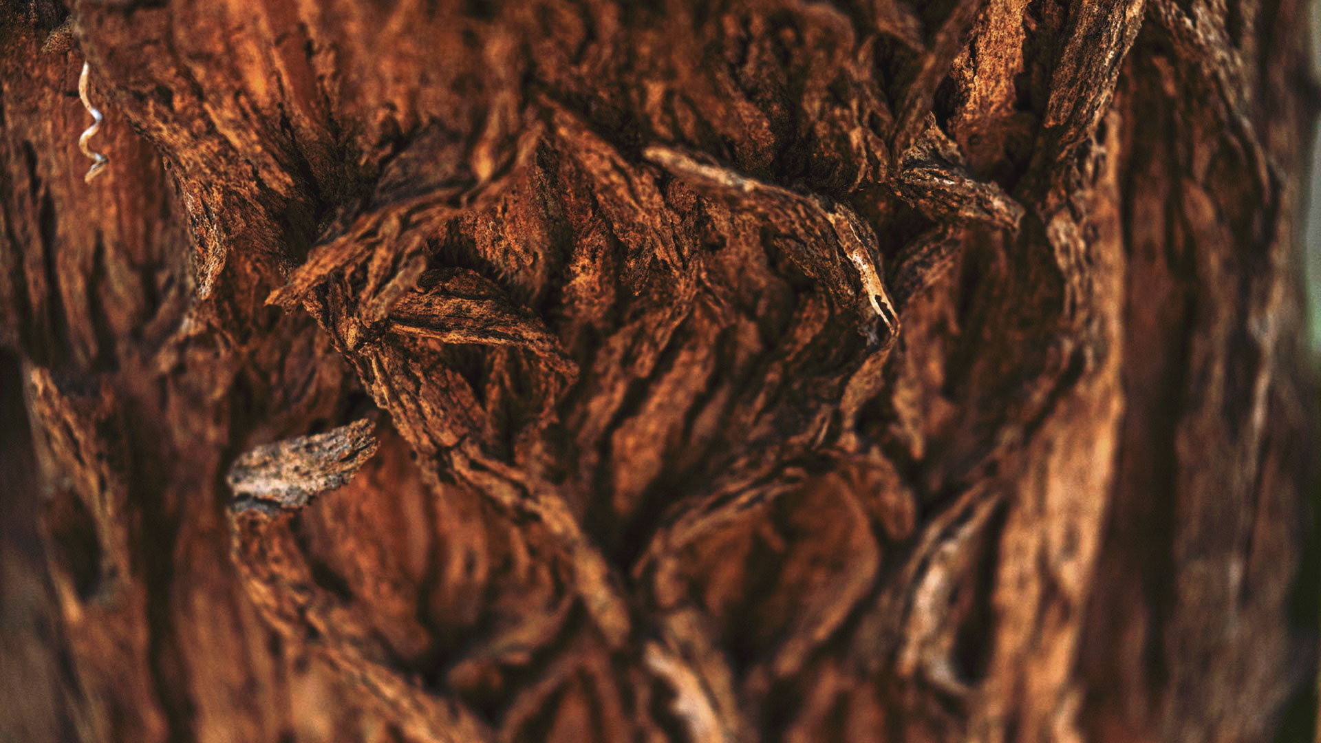 O tronco da candeia apresenta diferentes texturas, quase como se algo tivesse torcido o tronco.