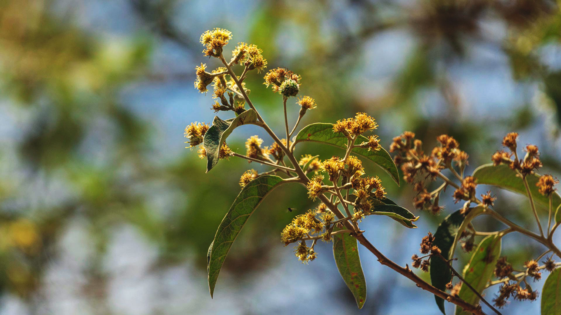 Detalhe das flores amareladas da candeia e as suas folhas, verdes e lisas.