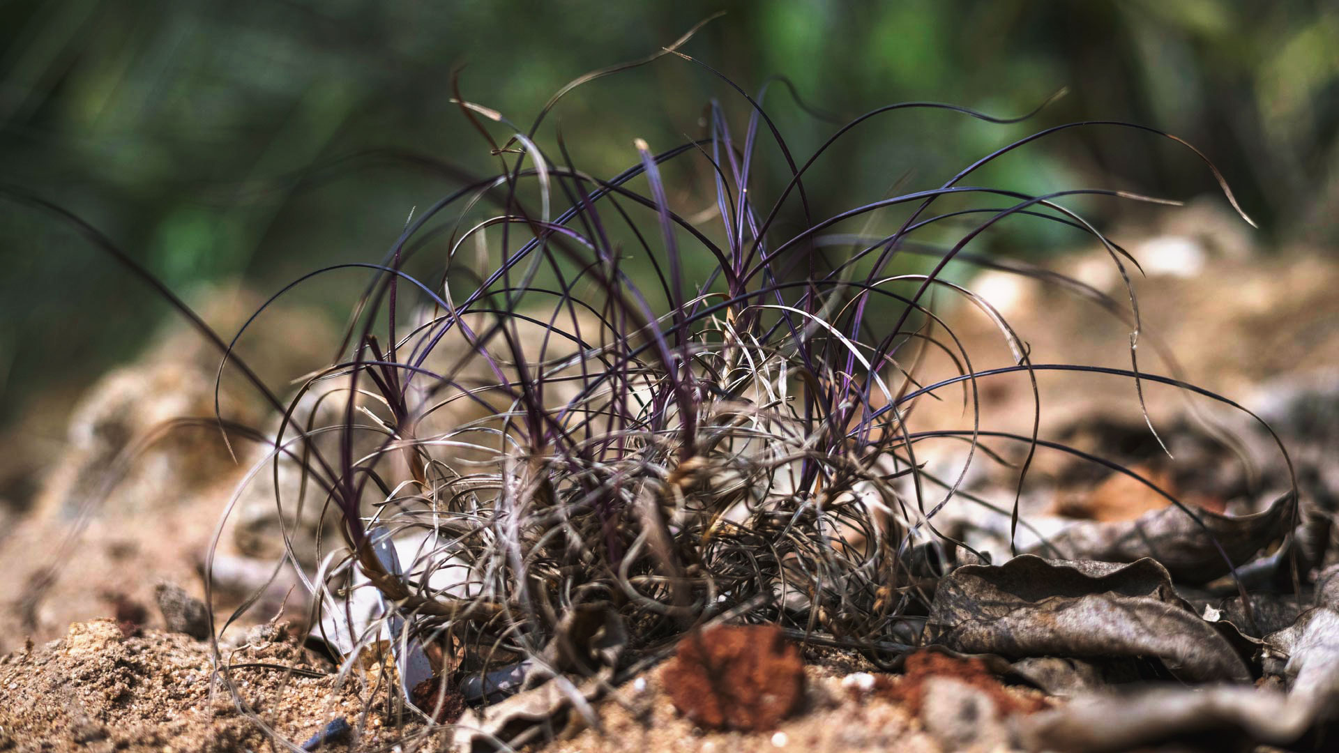 Uma canela-de-ema enfeitando os jardins do Inhotim. Suas folhas têm cor arroxeada, são finas e alongadas.