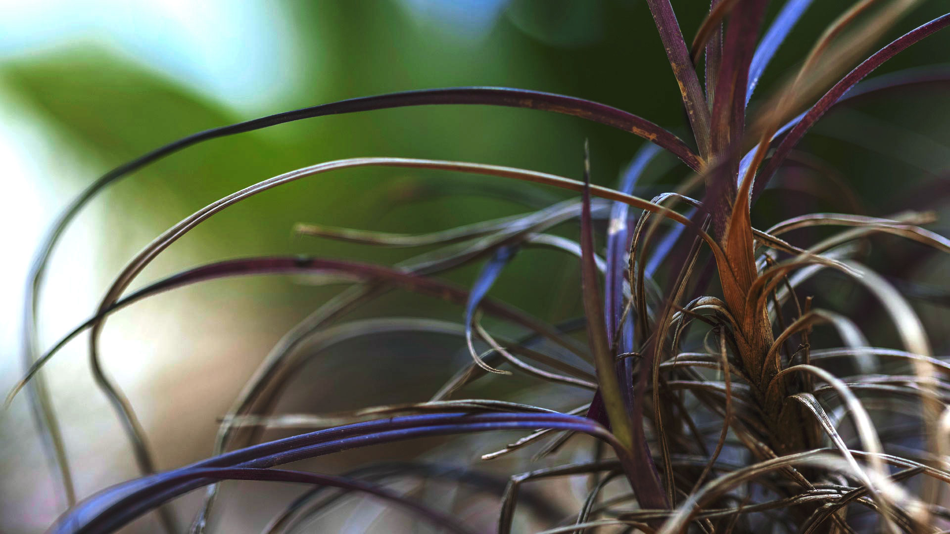 Uma canela-de-ema enfeitando os jardins do Inhotim. Suas folhas têm cor arroxeada, são finas e alongadas.