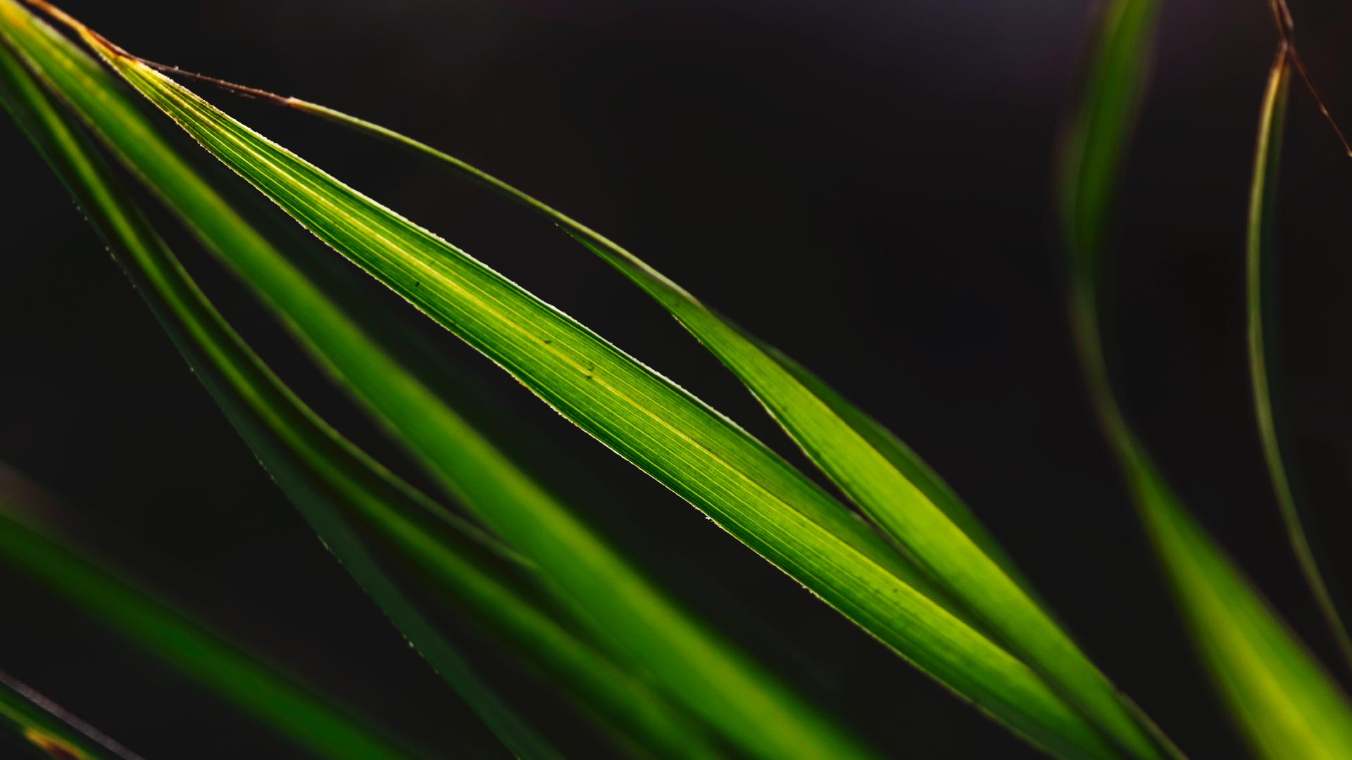Detalhe das folhas do acumã-branco.