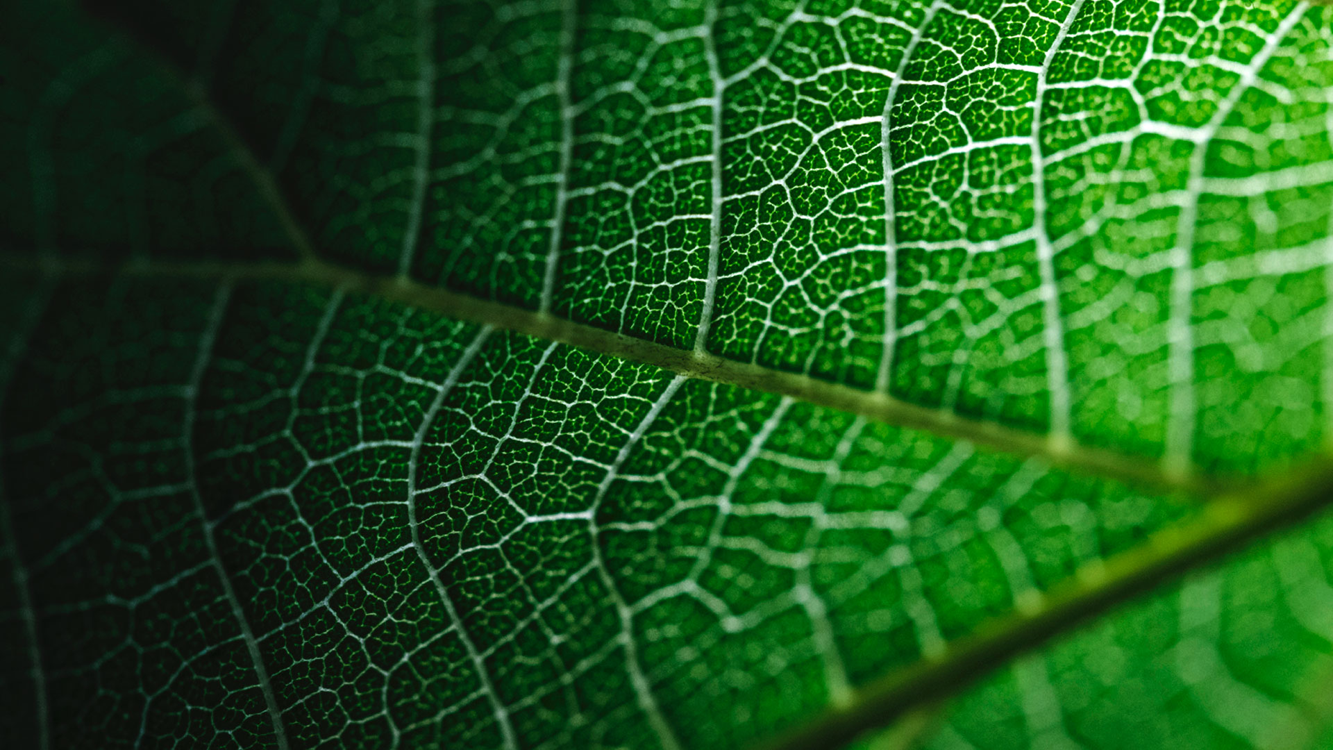 Destaque das nervuras da folha da baba-de-boi.