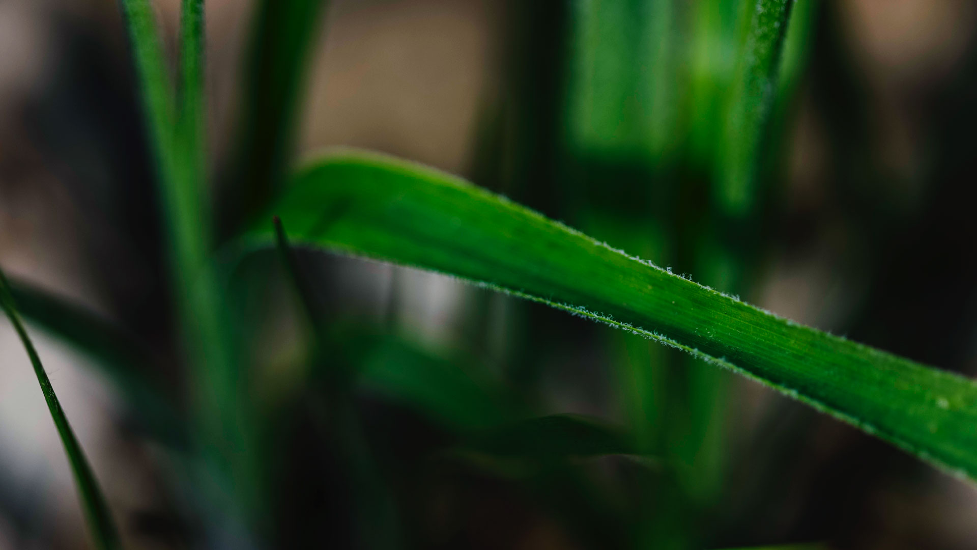 Detalhe da folha da bromélia (Pitcairnia curvidens).