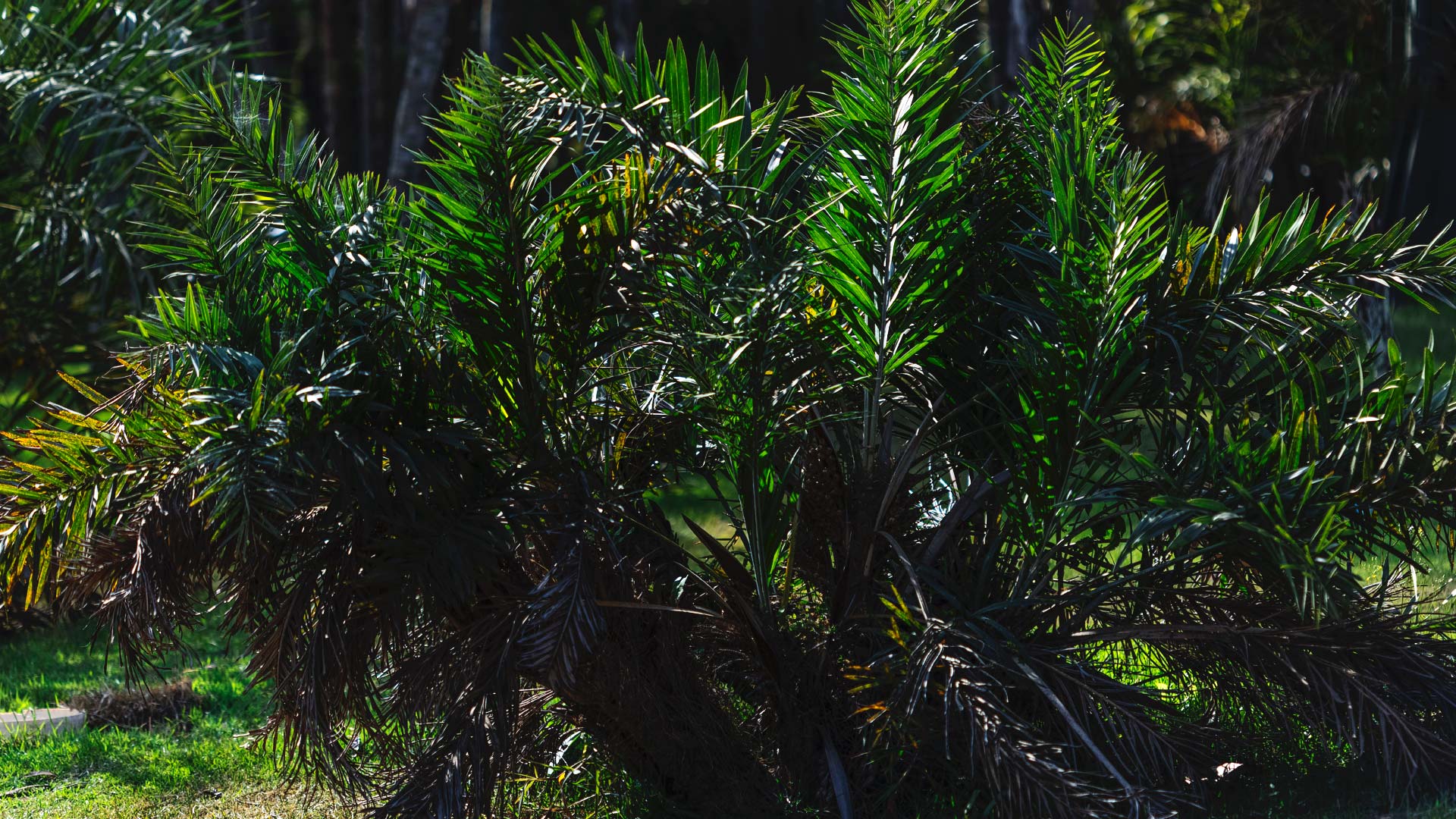 Detalhe das folhas do buri-falso.