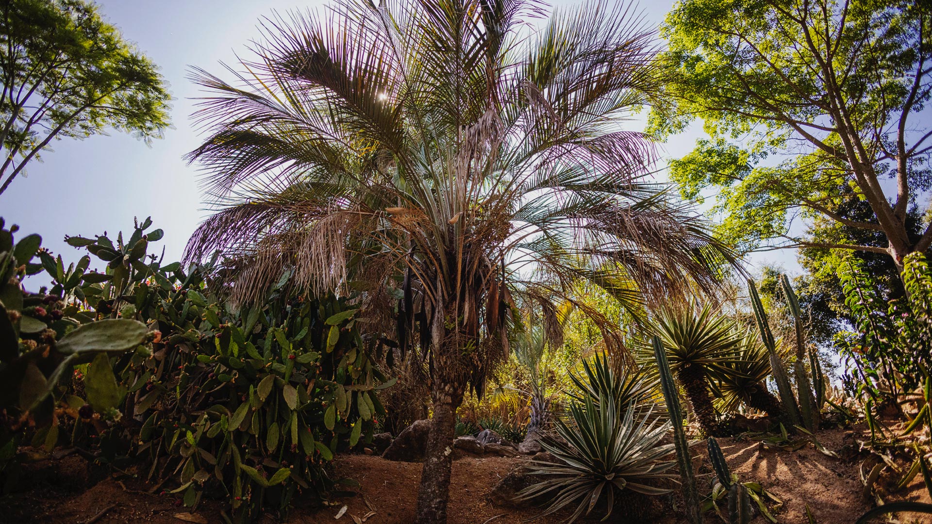 Butiá nos canteiros do Inhotim.