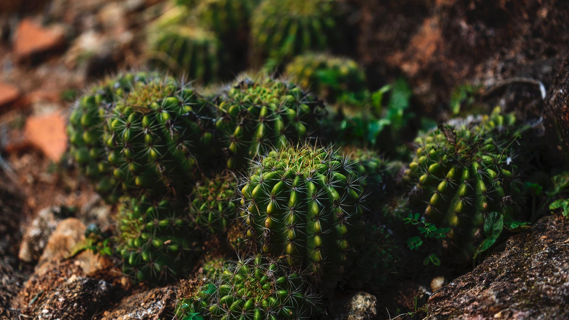 Detalhe do cacto-ouriço-do-mar.