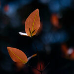 Detalhe das folhas da cagaita.