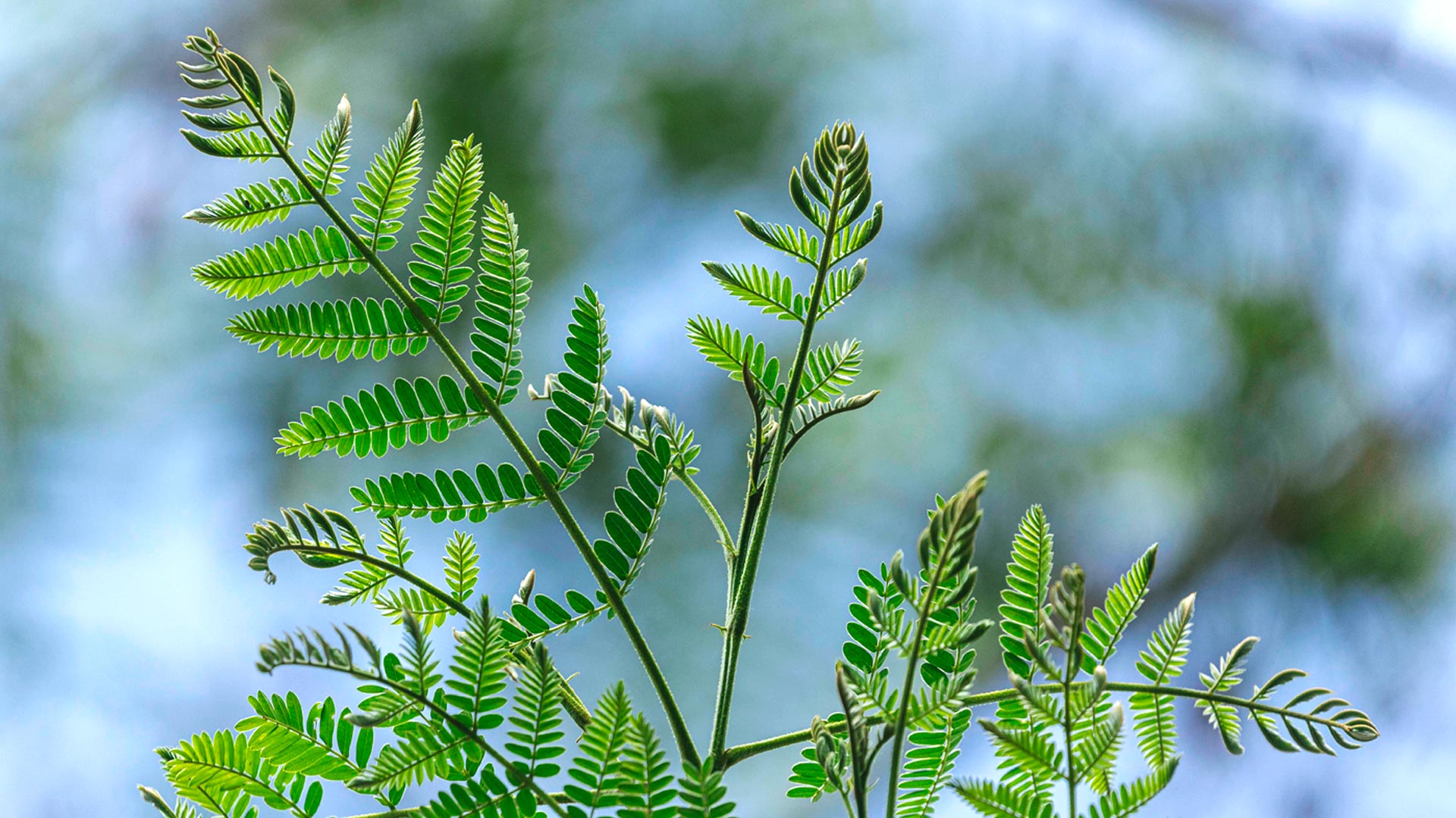 Detalhe das folhas da canafístula.
