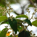 Detalhes das folhas da candeia.