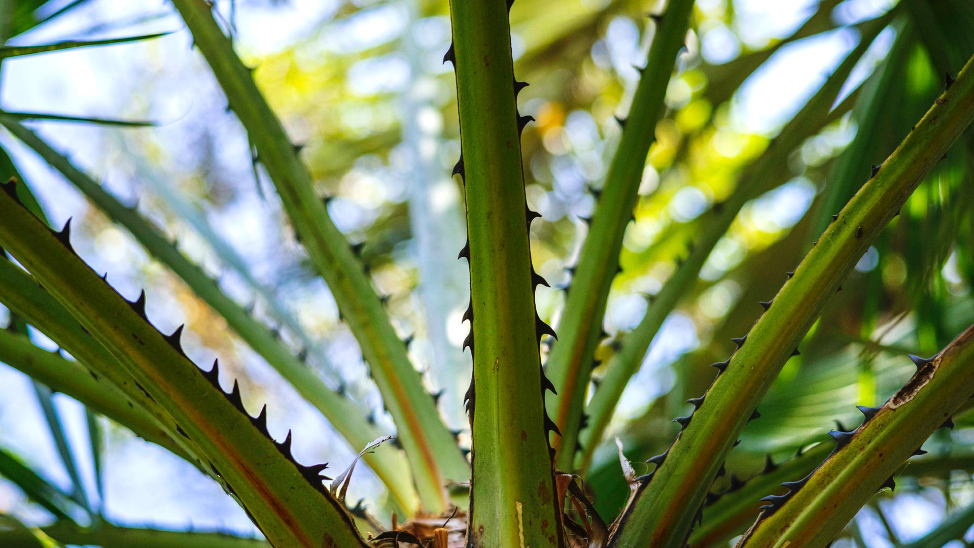 Detalhe das folhas da carnaúba, que parecem ter pequenos espinhos na ponta.