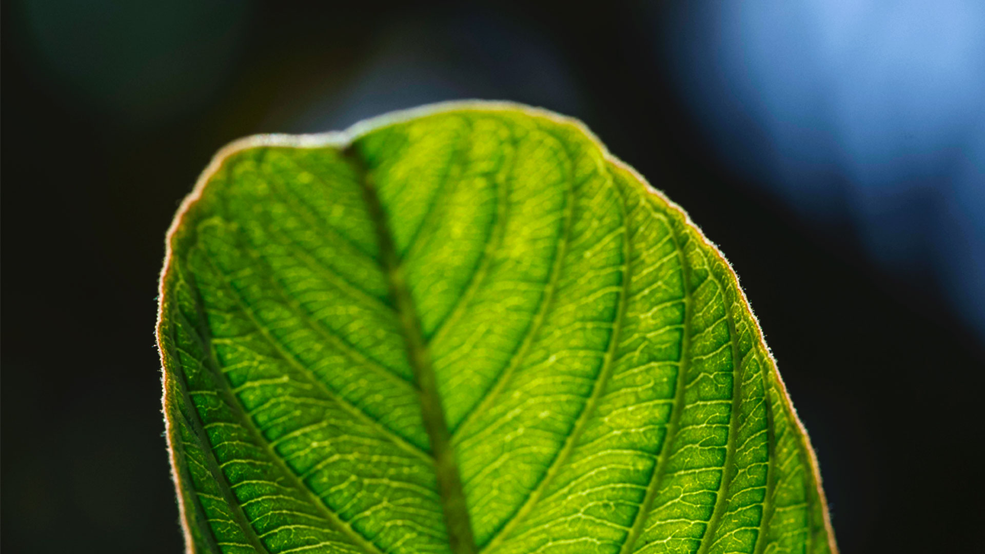 Detalhe das nervuras na folha da goiaba.