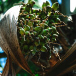 Detalhe dos frutos esverdeados da gueroba.