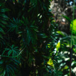 Detalhe das folhas do imbê-costela.