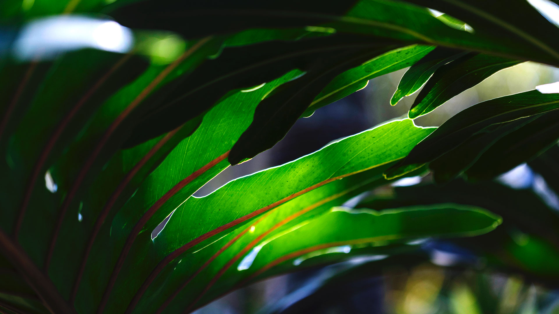 Detalhe das folhas verdes e alongadas do imbê.