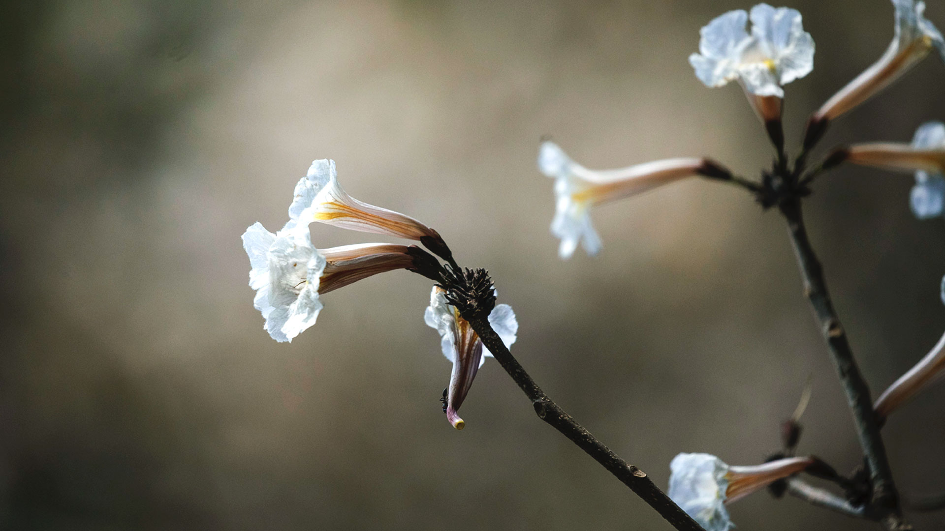 Detalhe das flores do ipê-branco.