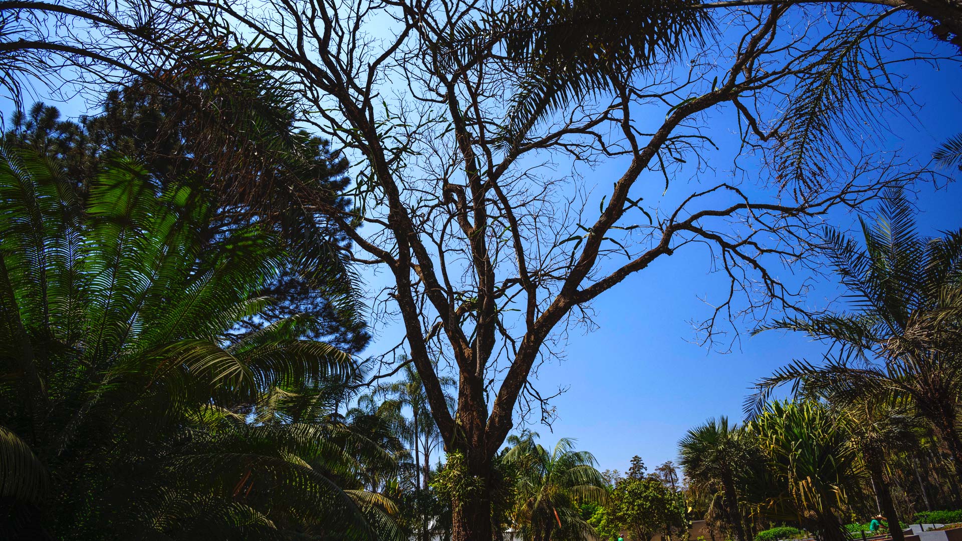 Árvore e galhos do ipê-roxo nos canteiros do Inhotim.
