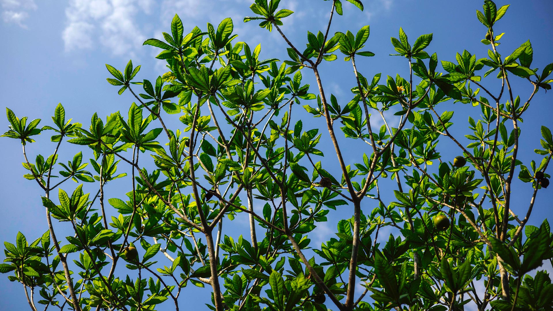 Folhas na ponta dos galhos da árvore de jenipapo.
