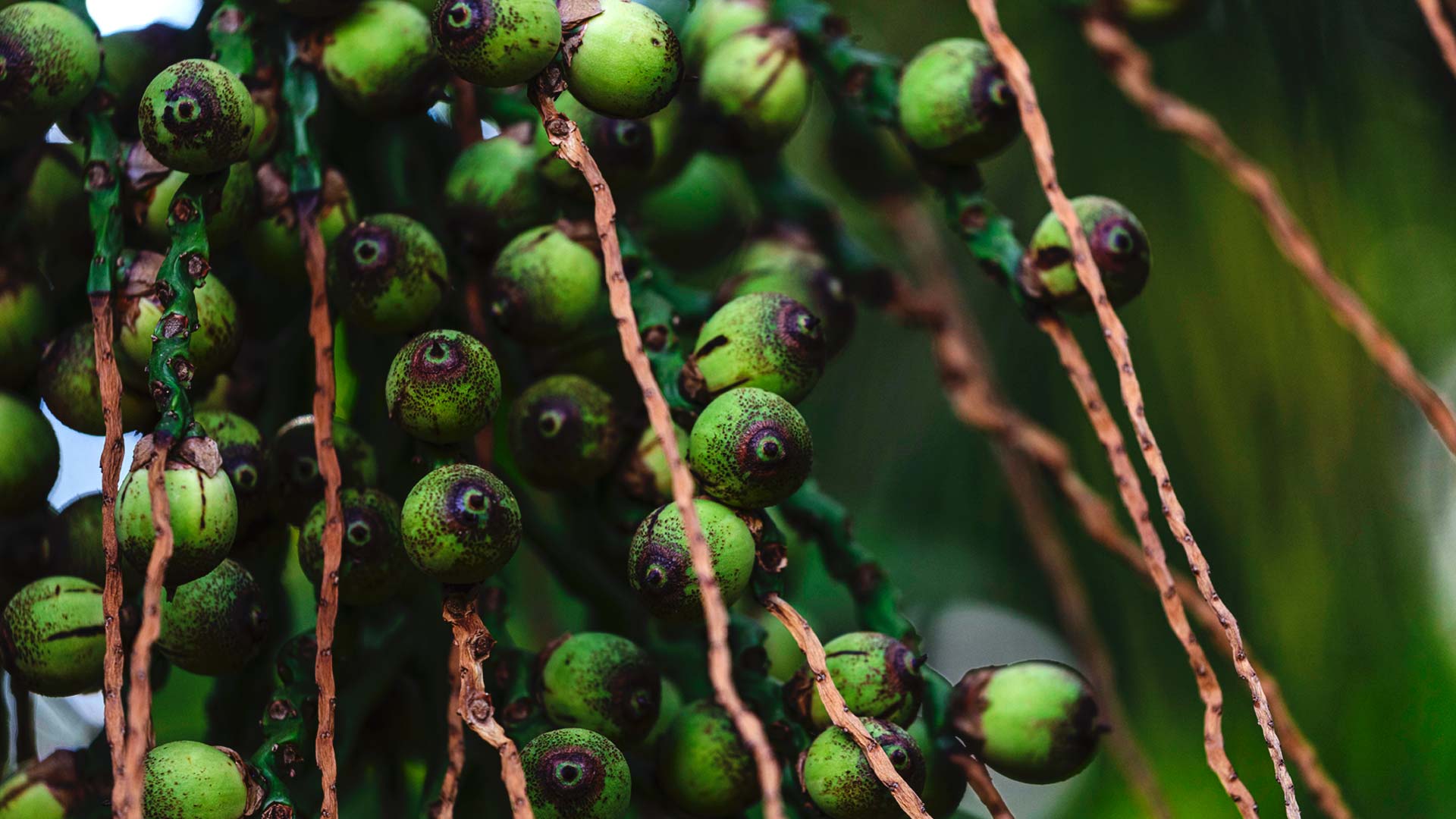 Detalhe dos frutos do licuri.