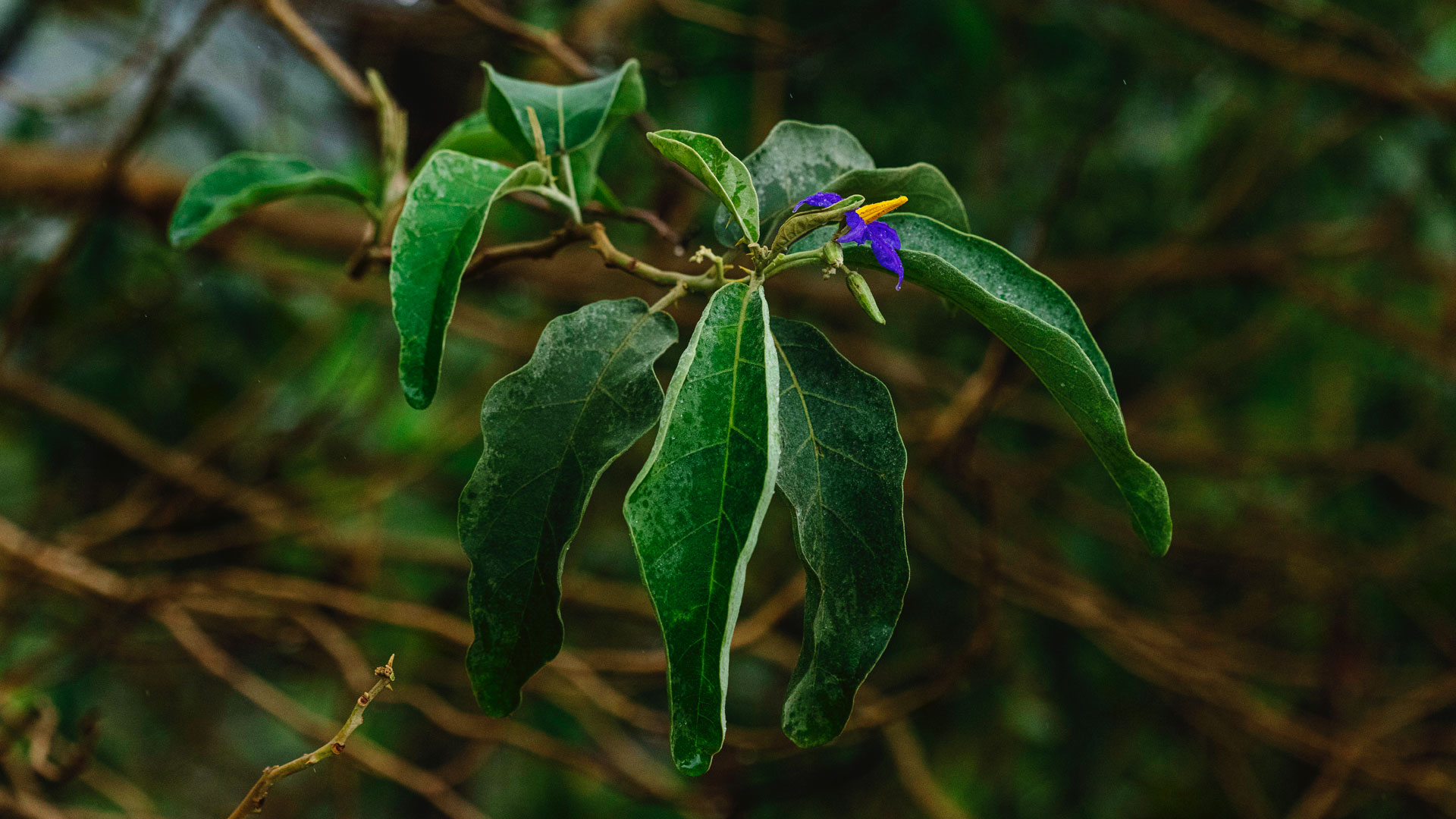 Detalhe das folhas verde-escuro da lobeira.