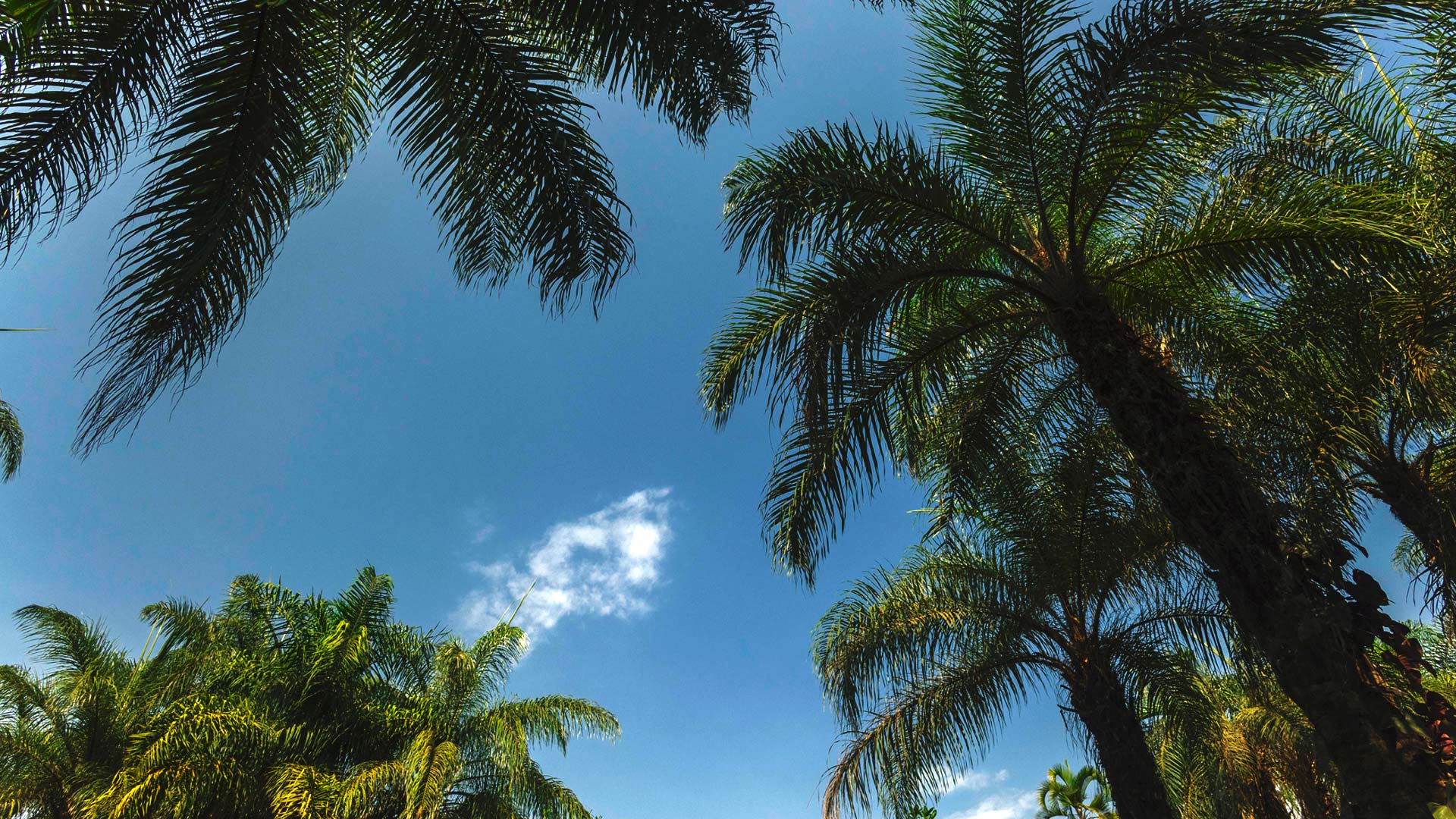 Árvores de macaúba nos canteiros do Inhotim.