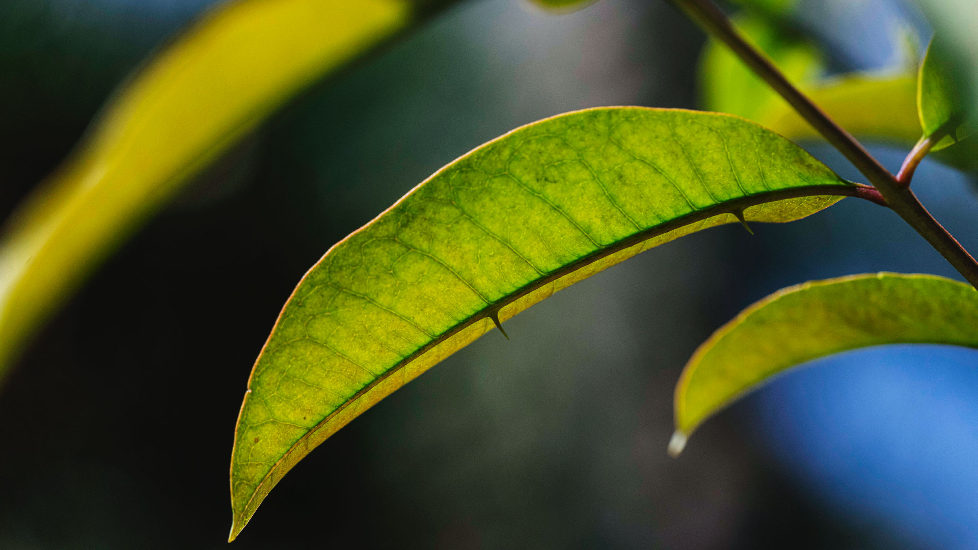 Detalhe das folhas de mamica-de-porca.