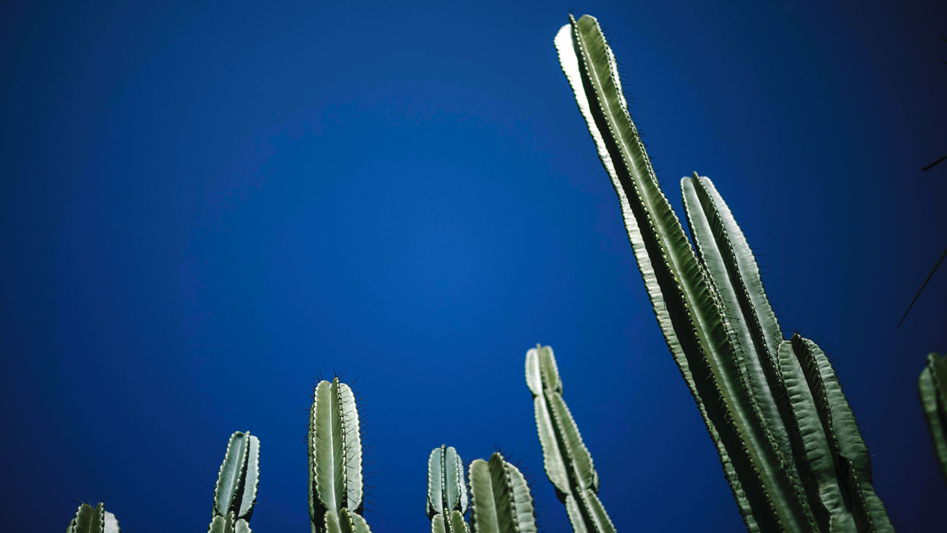 Destaque para topo de mandacarus no Inhotim.