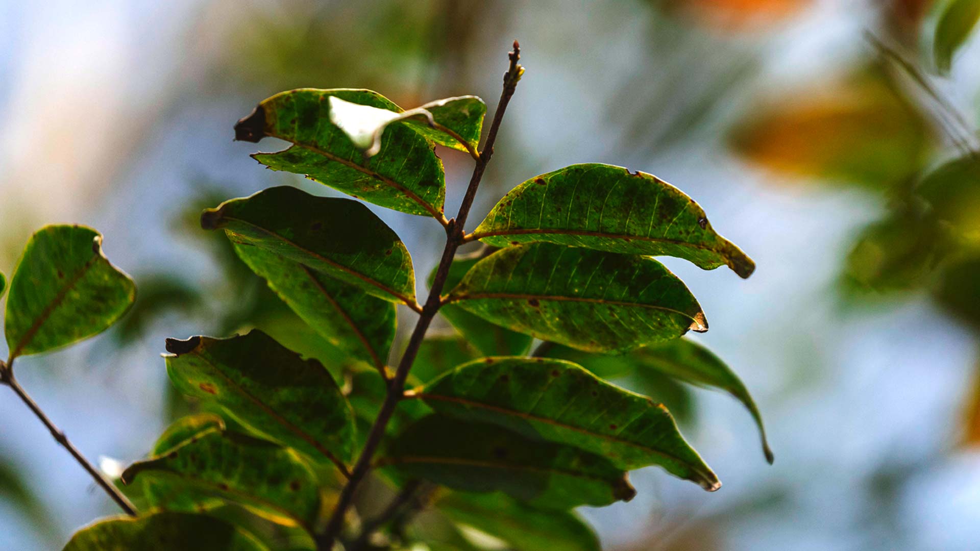 Folhas de mirindiba-rosa.