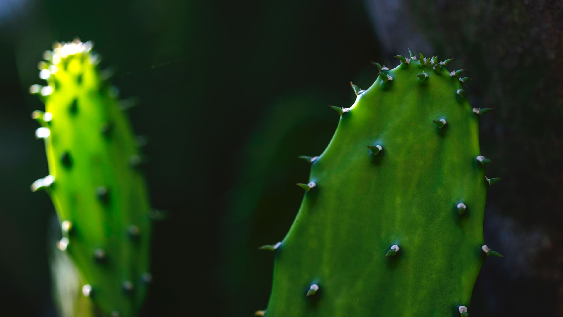Detalhe das extremidades da palma-doce.