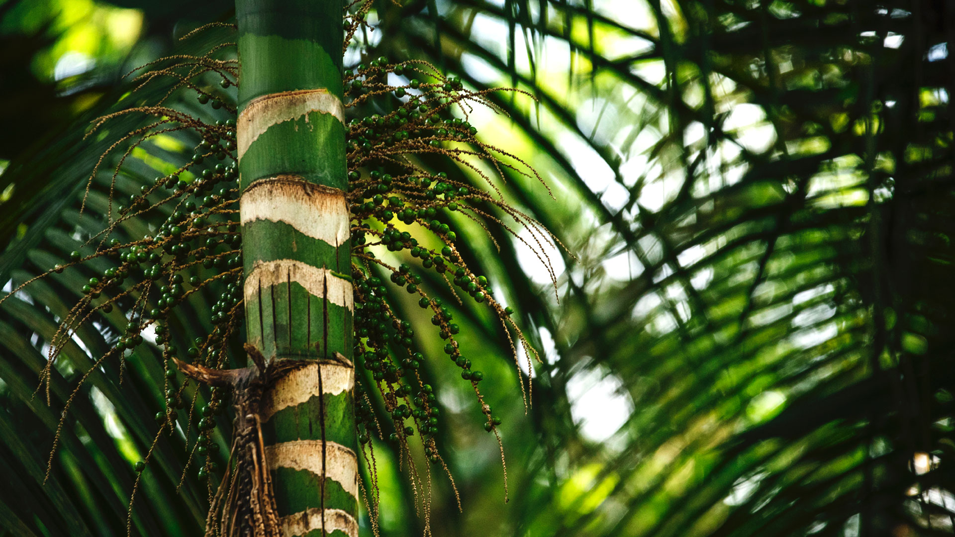 Detalhe do tronco e folhas da palmeira-juçara.