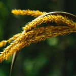 Detalhe das flores amareladas da palmeirinha-azul.