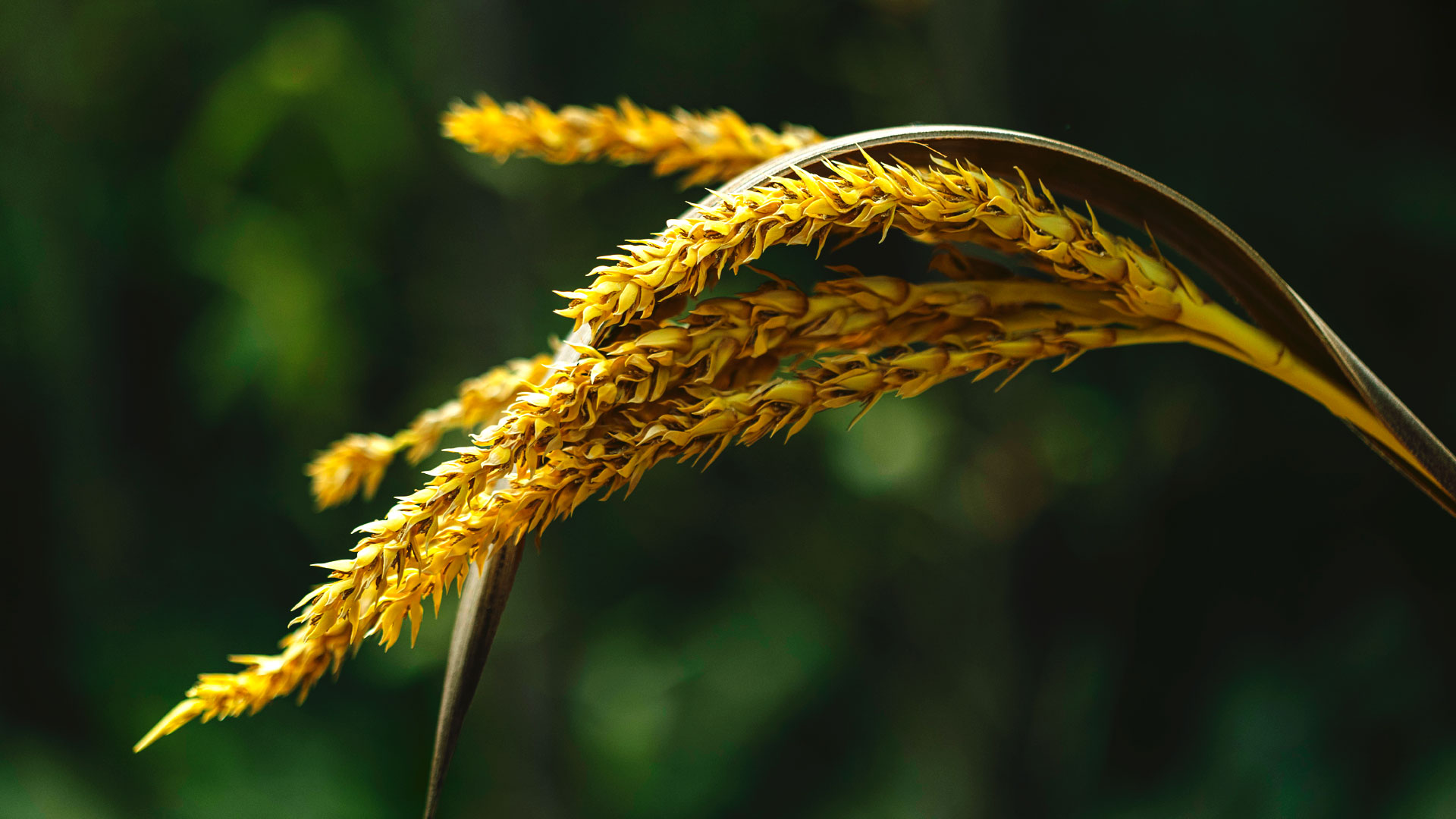 Detalhe das flores amareladas da palmeirinha-azul.