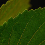 Detalhe da extremidade das folhas do pequi, uma das espécies símbolo do Cerrado brasileiro.