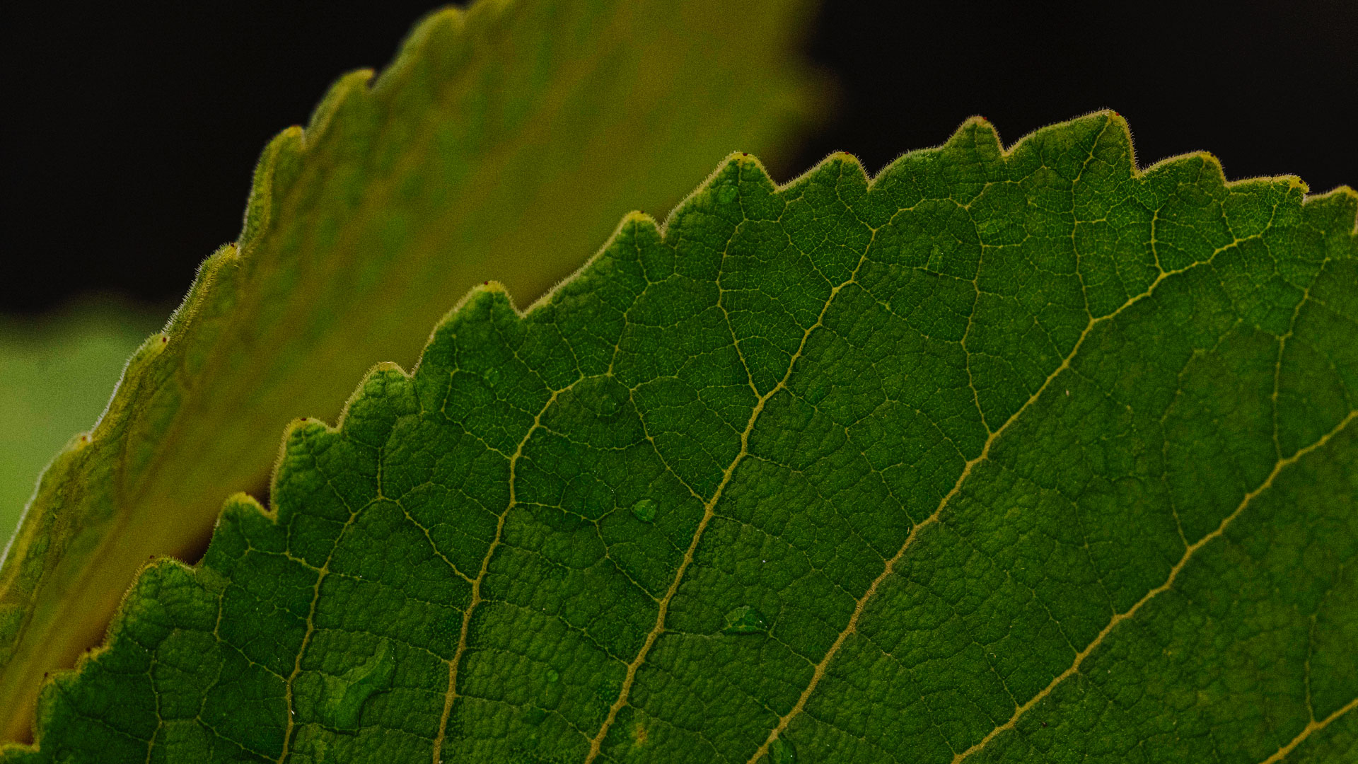Detalhe da extremidade das folhas do pequi, uma das espécies símbolo do Cerrado brasileiro.