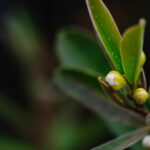 Detalhe das folhas e frutos da perinha-do-cerrado.