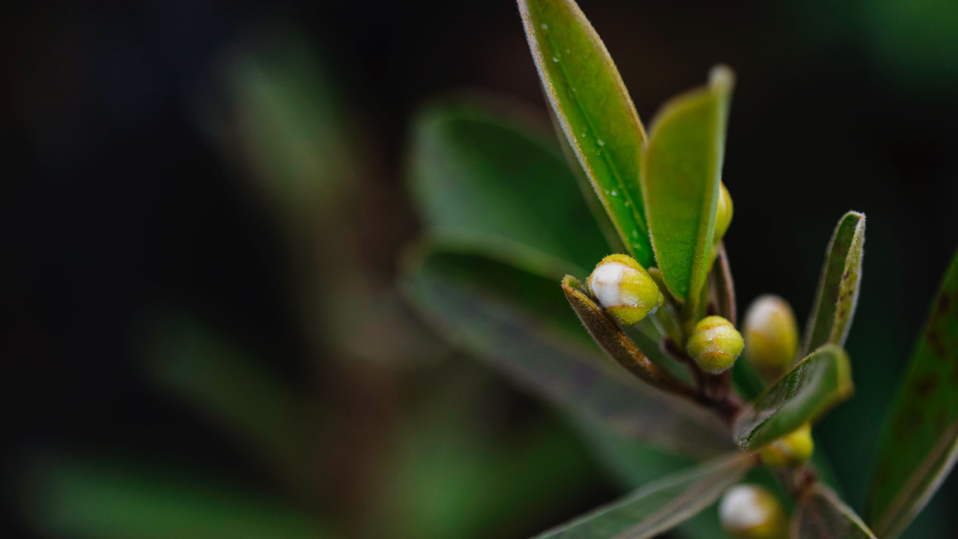 Detalhe das folhas e frutos da perinha-do-cerrado.