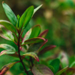 Detalhe das folhas de resedá-amarelo.