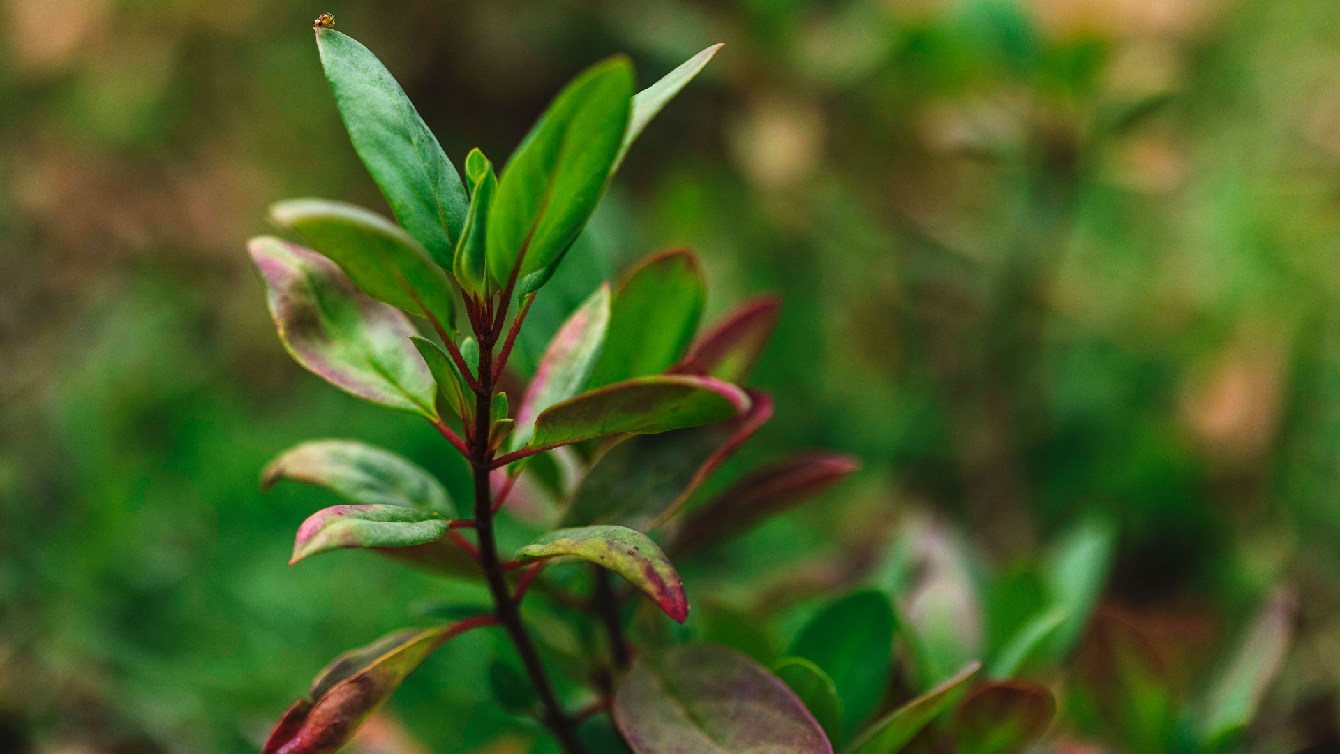 Detalhe das folhas de resedá-amarelo.