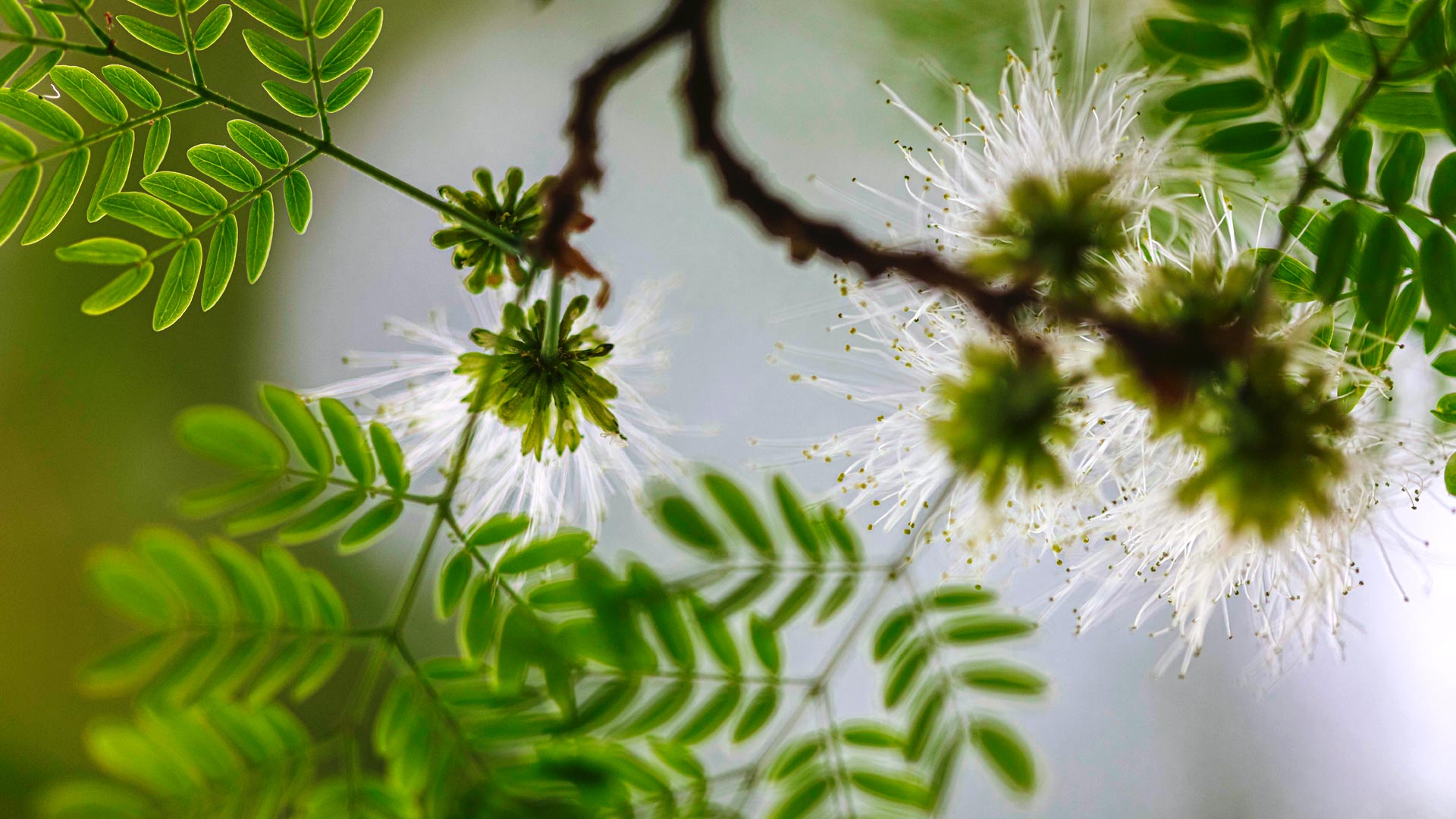 Folhas e flores do tataré no Inhotim.