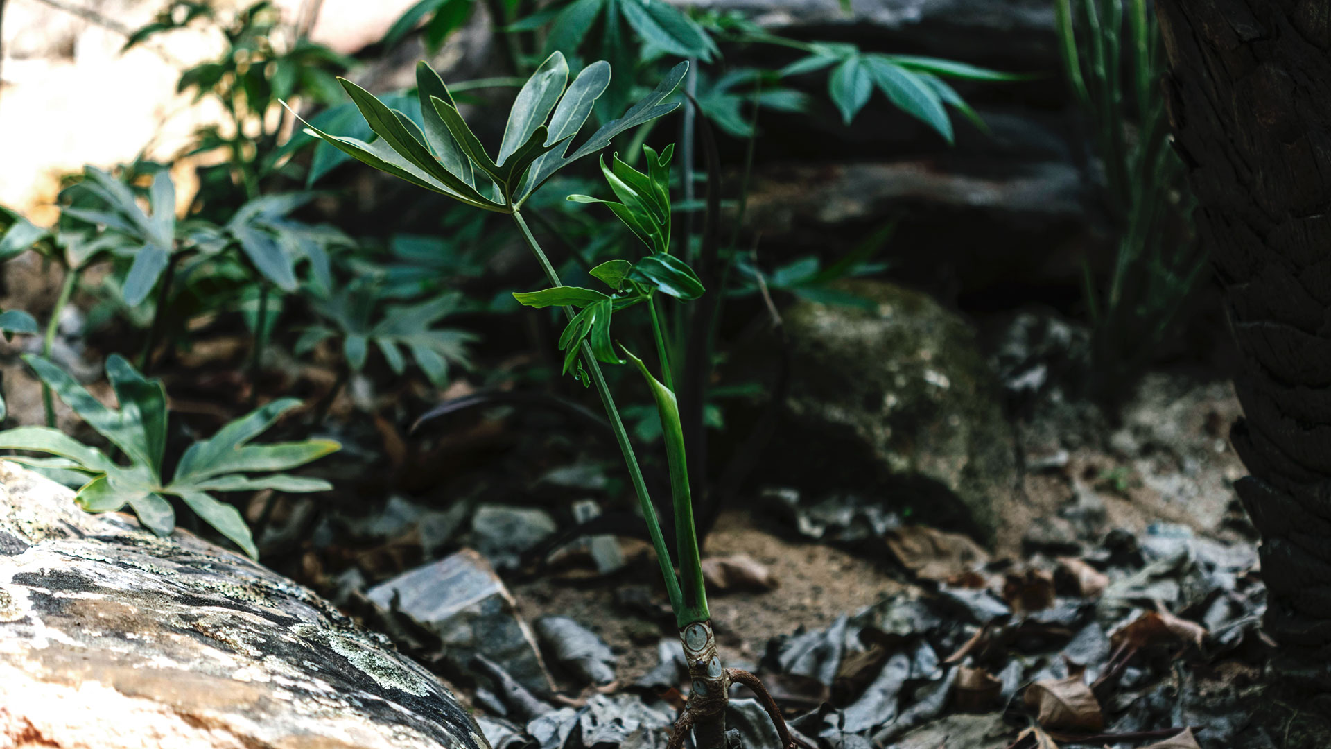 Detalhe as folhas e caule da Thaumatophyllum adamantinum no Inhotim.