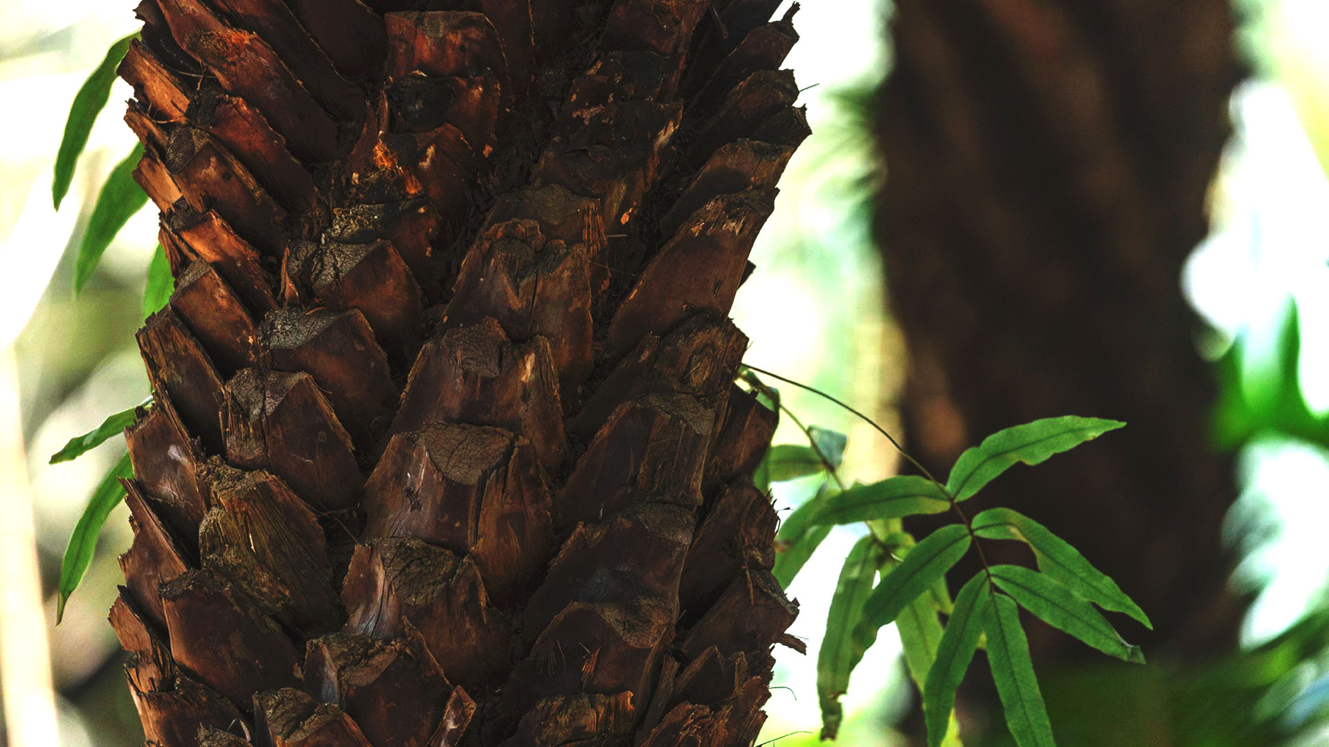 Detalhe do caule da carnaúba.
