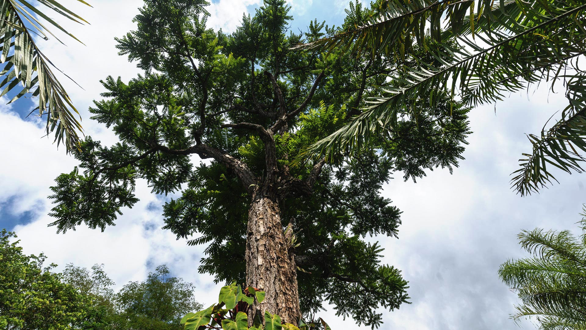 Cedro visto de baixo para cima: destaque para sua folhagem densa e verde-escura.