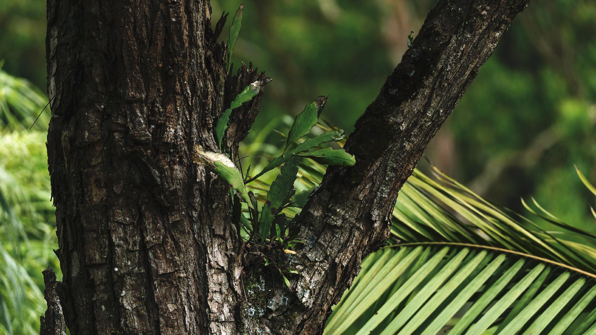 Detalhe do tronco do cedro, que tem lascas, cor marrom escuro e alguns ramos de folhas nascendo.
