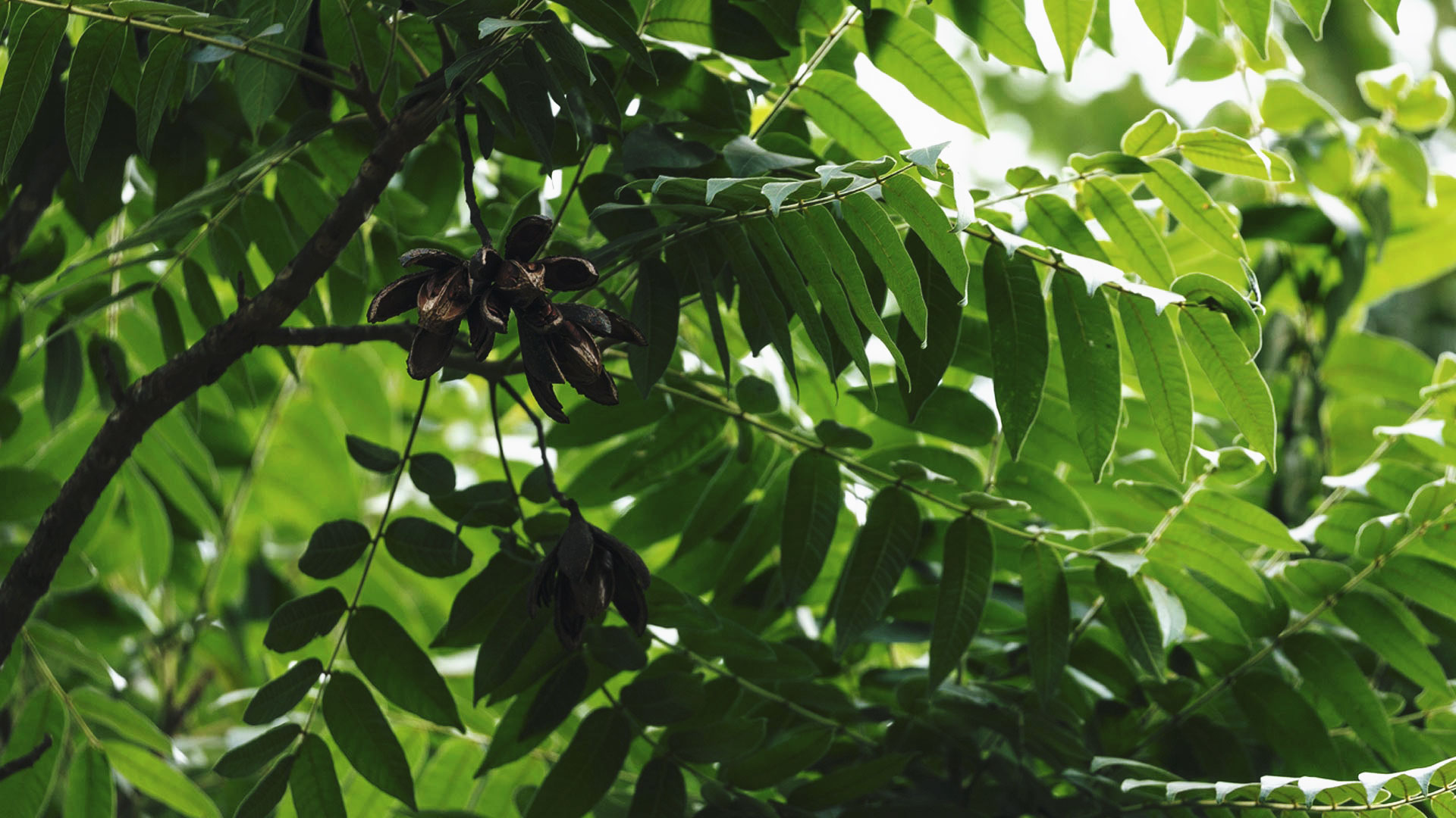 Detalhe das folhas do cedro. São verdes, arredondadas e lisas.
