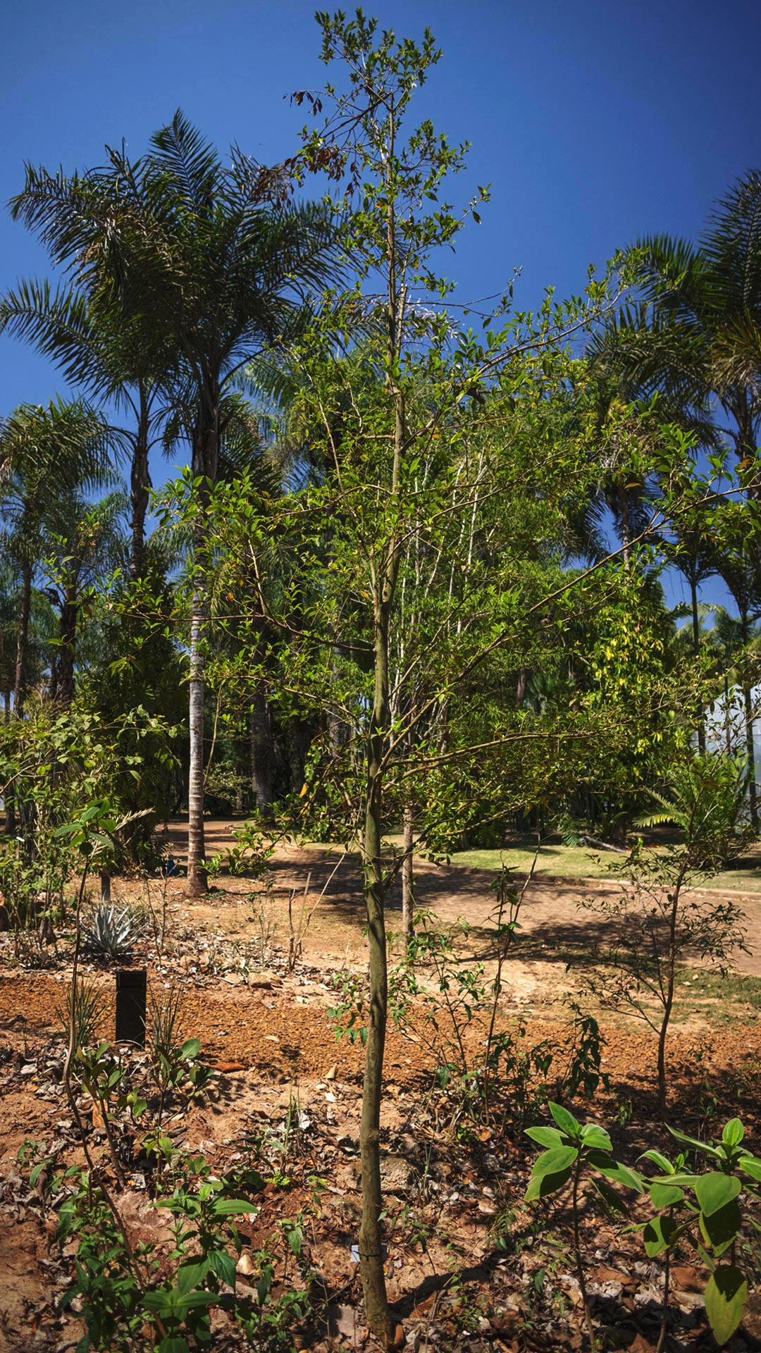 Árvore de cerejeira com galhos finos e folhas esverdeadas. Contraste com o solo amarronzado e outras espécies ao redor.