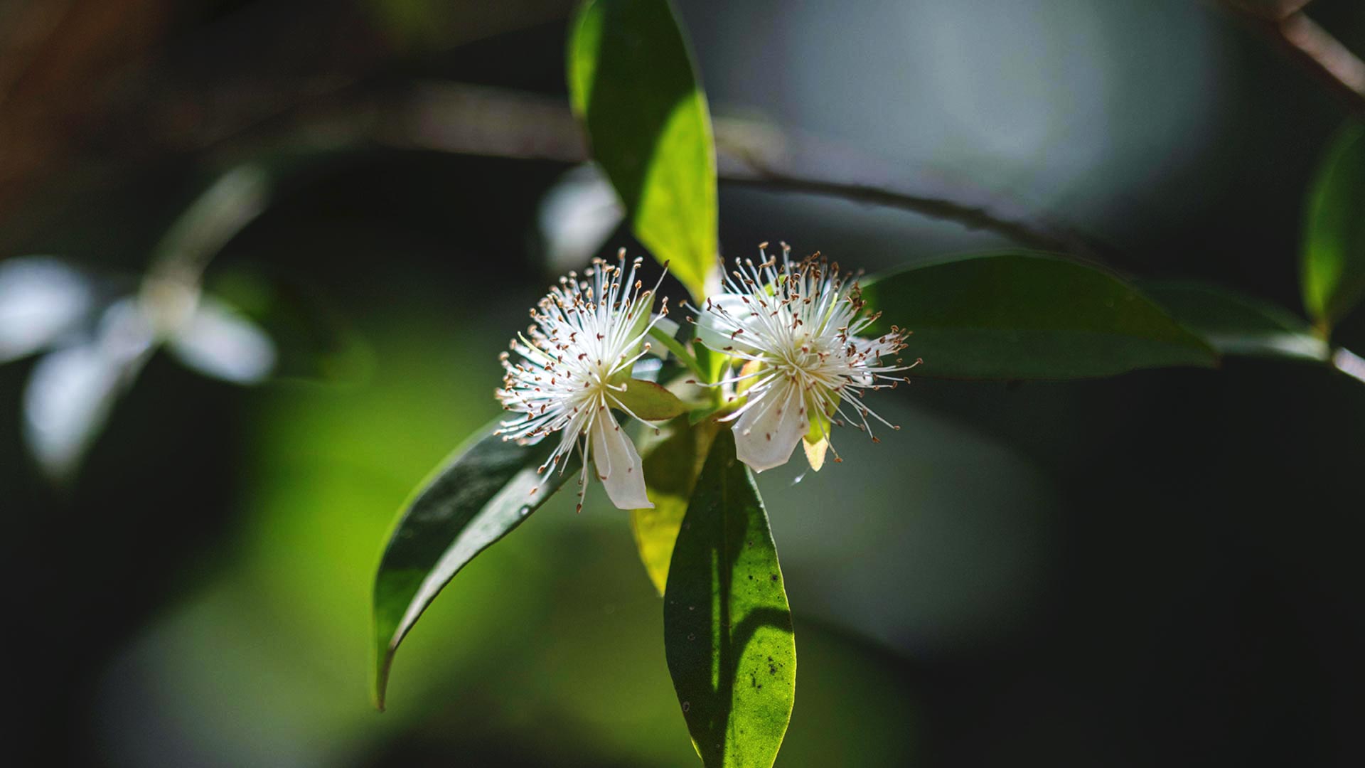 Detalhe de uma flor de cerejeira. As pétalas são brancas e os estames ao centro são delicados e numerosos.