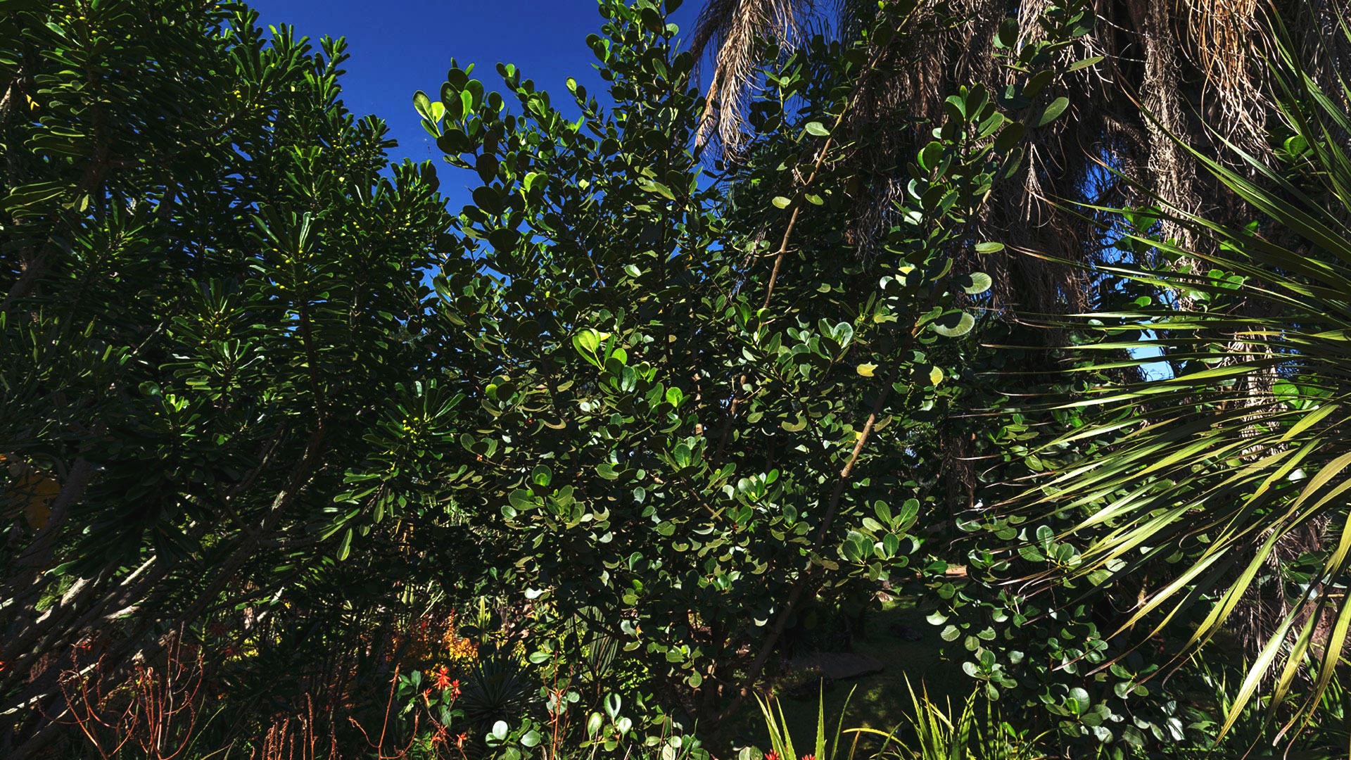 Clusias agrupadas, formando uma densa camada de folhas verde-escuro.